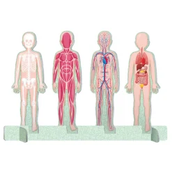 Coffret livre, puzzle 500 pièces et maquette 3D : Mega Atlas Du Corps Humain - Sassi