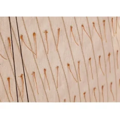 Maquette bateau en bois : Espérance - Billing boats