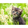 Puzzle 500 pièces : Chaton dans la prairie - Ravensburger