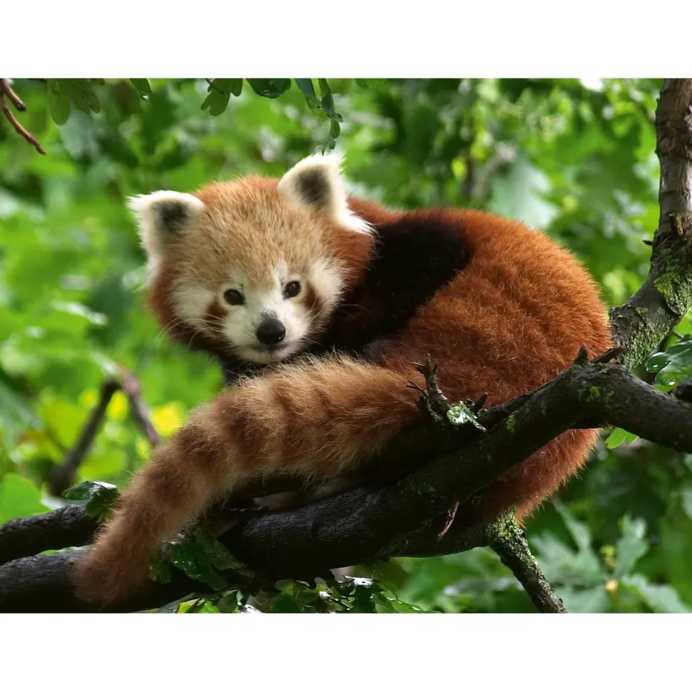 Puzzle 500 pièces : Adorable Panda roux - Ravensburger