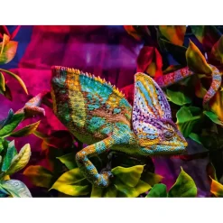 Puzzle 500 pièces : Caméléon - Ravensburger
