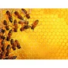 Puzzle 1000 pièces - Challenge Puzzle : La ruche aux abeilles - Ravensburger