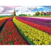 Puzzle 1000 pièces : Champ de tulipes - Eurographics