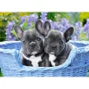 Puzzle 1000 pièces : Chiots Bouledogue français - Castorland