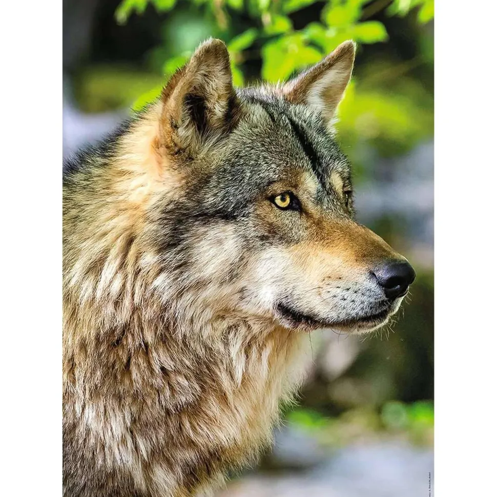 Puzzle 1000 pièces : Collection Vie Sauvage - Loup gris européen - Nathan