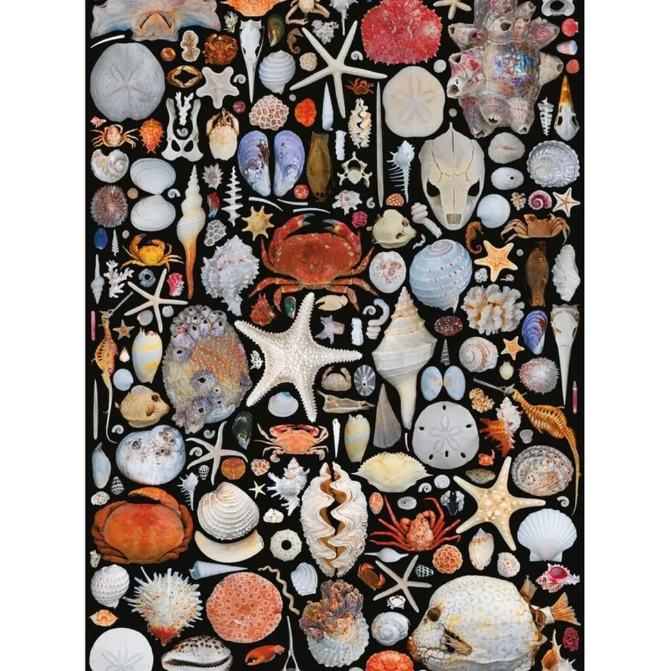 Puzzle 1000 pièces : COQUILLES - Piatnik