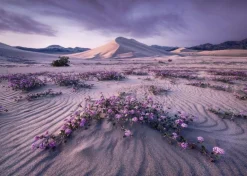 Puzzle 1000 pièces : Flèche dynamique - Heye