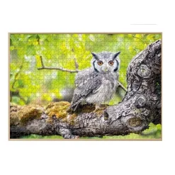 Puzzle 1000 pièces : Hibou sauvage - DToys