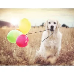 Puzzle 500 pièces : Jour de fête - Ravensburger