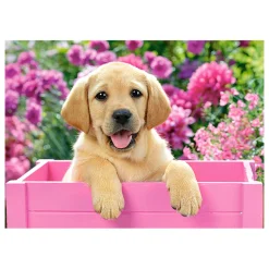 Puzzle 300 pièces : Labrador dans une boîte rose - Castorland