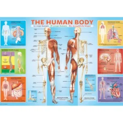 Puzzle 200 pièces : Le corps humain - Eurographics