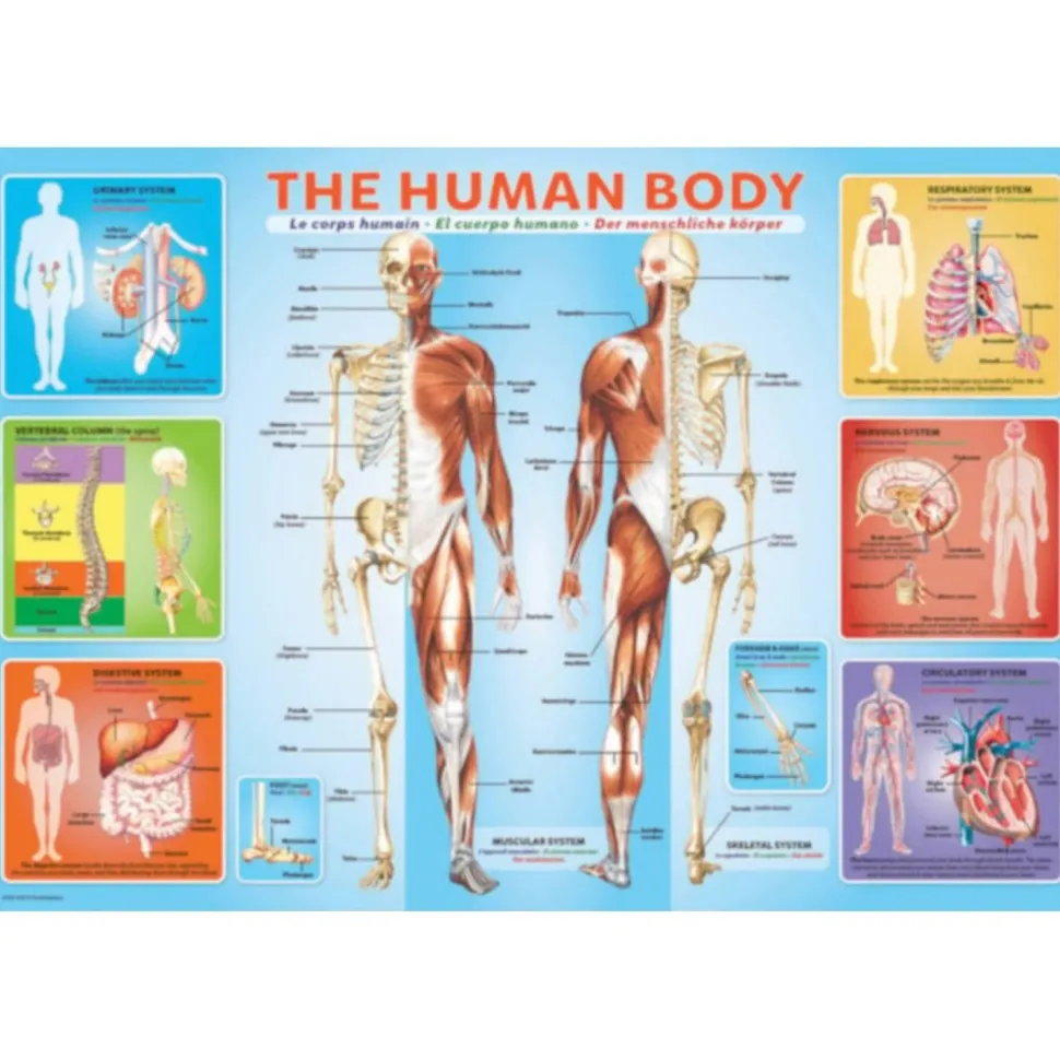 Puzzle 200 pièces : Le corps humain - Eurographics