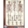 Puzzle 1000 pièces : Le squelette - Eurographics