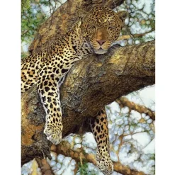 Puzzle 1000 pièces : Leopard - Dino