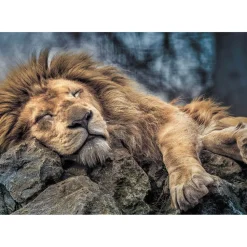 Puzzle 1000 pièces : Lion endormi - Trefl