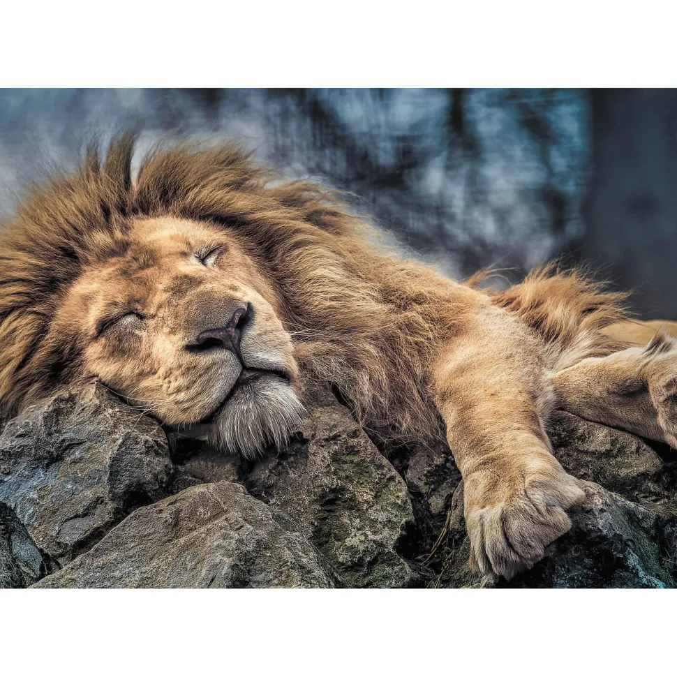 Puzzle 1000 pièces : Lion endormi - Trefl