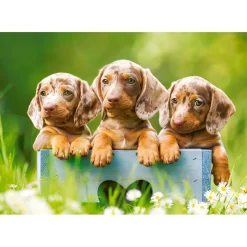 Puzzle 500 pièces : Mignons teckels - Castorland