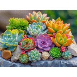 Puzzle 1000 pièces : Plantes succulentes - EnjoyPuzzle