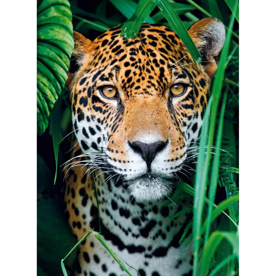 Puzzle 500 pièces + poster : Jaguar dans la jungle - Clementoni