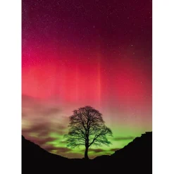 Puzzle 1000 pièces : pouvoir de la nature sycomore - Heye