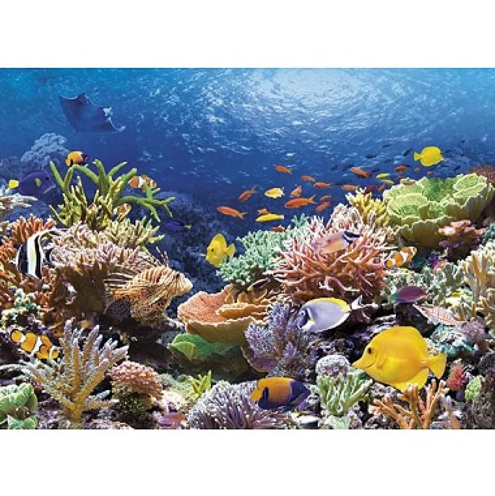 Puzzle 1000 pièces - Récif de corail - Castorland