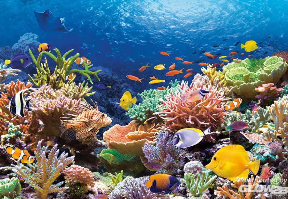 Puzzle 1000 pièces - Récif de corail - Castorland