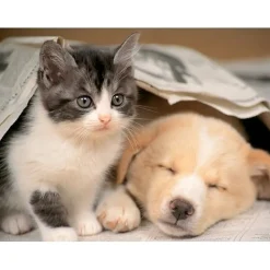 Puzzle 500 pièces : Réveille toi - Nathan