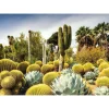 Puzzle 1000 pièces - The Huntington Desert Garden, Californie, USA - Ravensburger