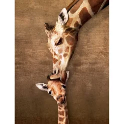 Puzzle 500 pièces Larges : Le câlin de la girafe - Eurographics