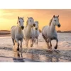 Puzzle 500 pièces XL : Chevaux en Camargue - Sentosphère