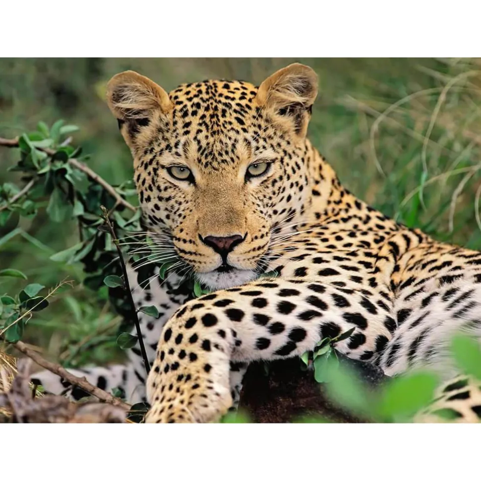 Puzzle 100 pièces XXL : Vio le léopard - Ravensburger