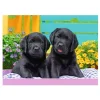 Puzzle 300 pièces XXL : Labradors - Ravensburger