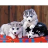 Puzzle 200 pièces XXL : Mignons huskies - Ravensburger