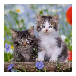 Puzzle 3 x 49 pièces : chatons tigrés - Ravensburger