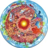 Puzzle circulaire lumineux 36 pièces : centre de la Terre - Hape