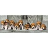 Puzzle panoramique 1000 pièces + poster : Beagles - Clementoni