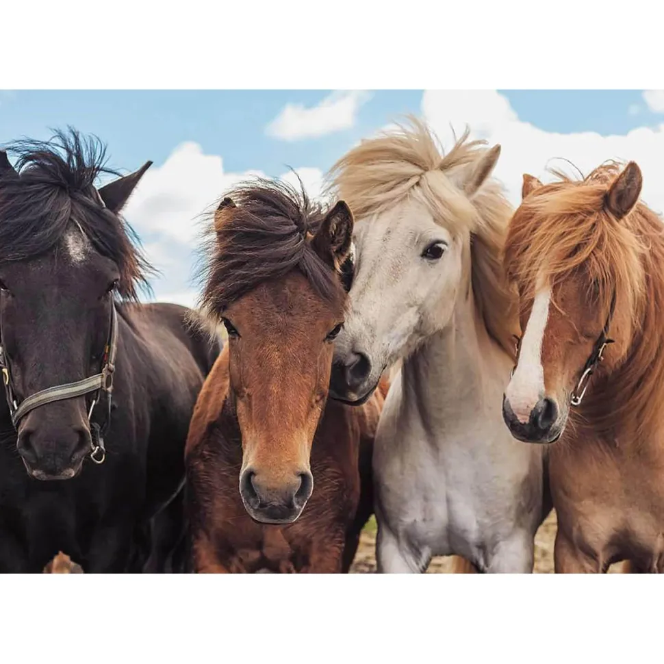 Puzzles 2 x 24 pièces : L'amour des chevaux - Ravensburger