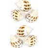 Sachet de 6 Coquillages Blancs rayés marron brillants - RueDeLaFete